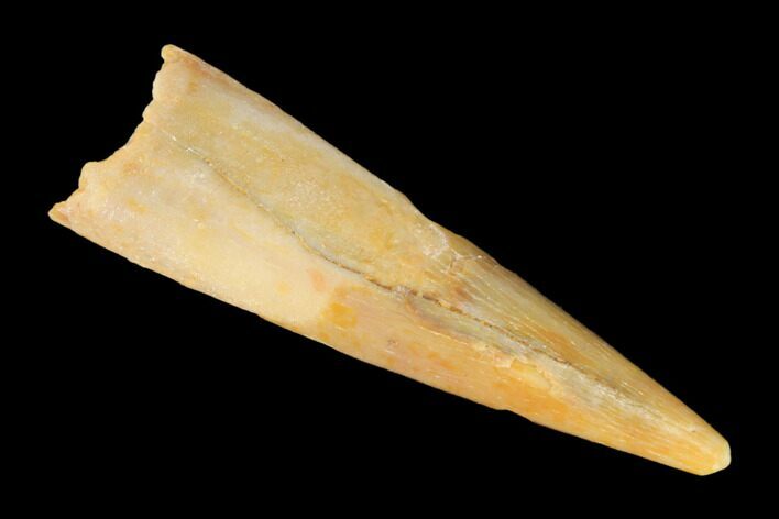 Fossil Pterosaur (Siroccopteryx) Tooth - Morocco #145204